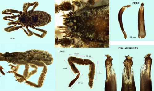 Anelasmocephalus pyrenaicus